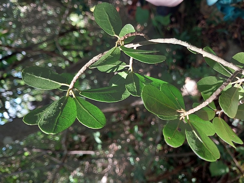 Dombeya milleri photo 3