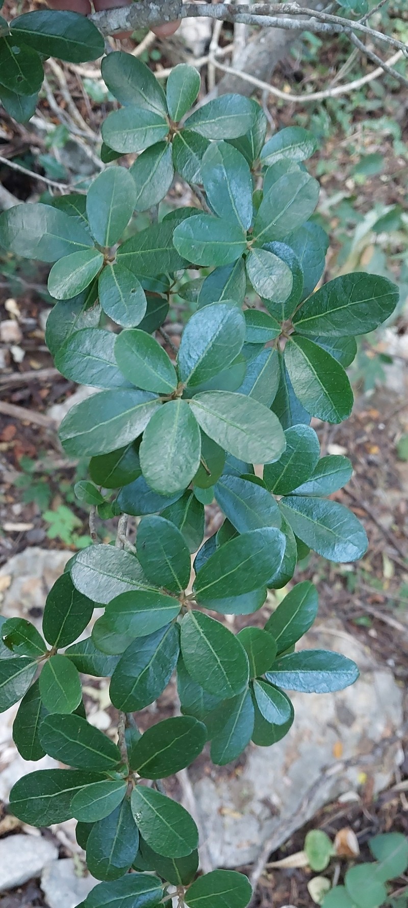 Dombeya milleri photo 5