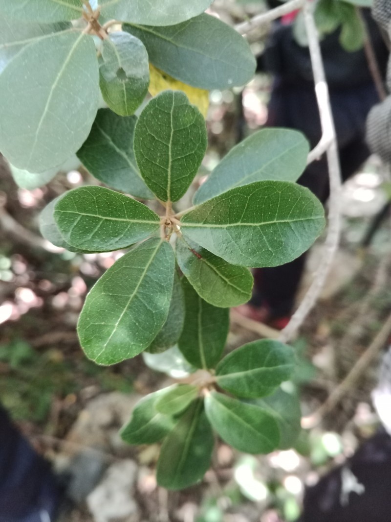 Dombeya milleri photo 6