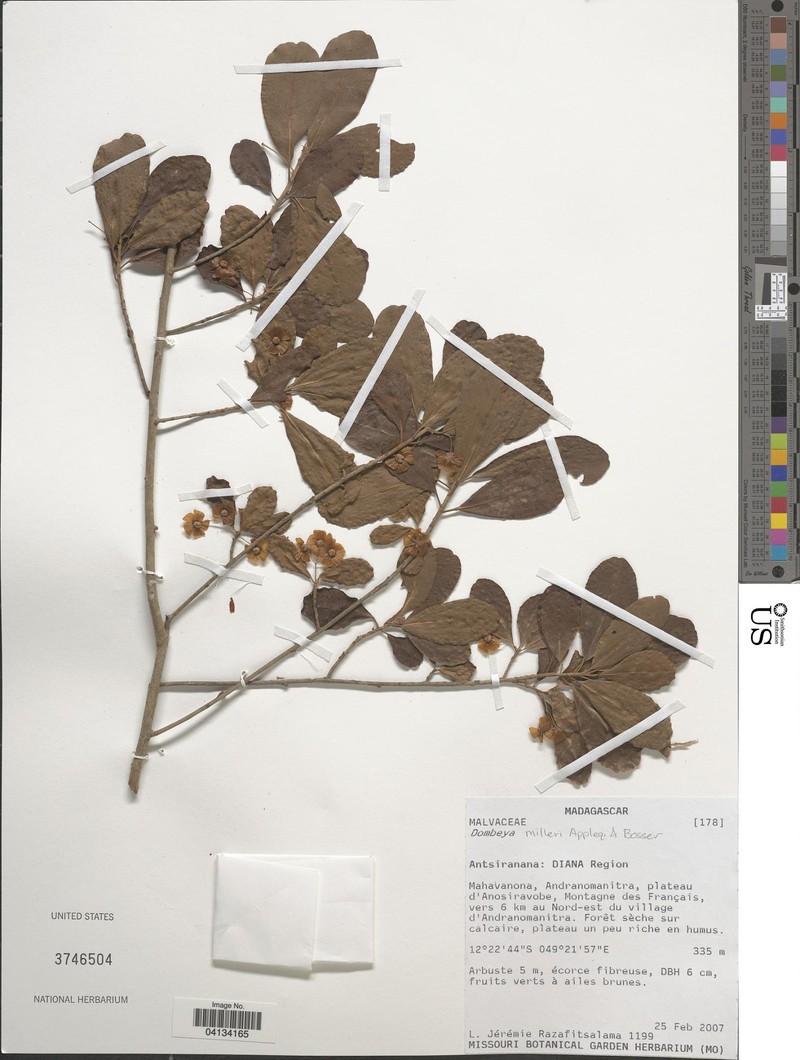 Dombeya milleri photo 7