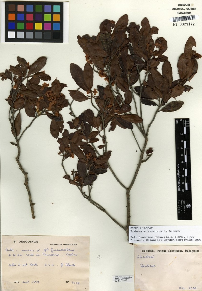 Dombeya ramiovensis