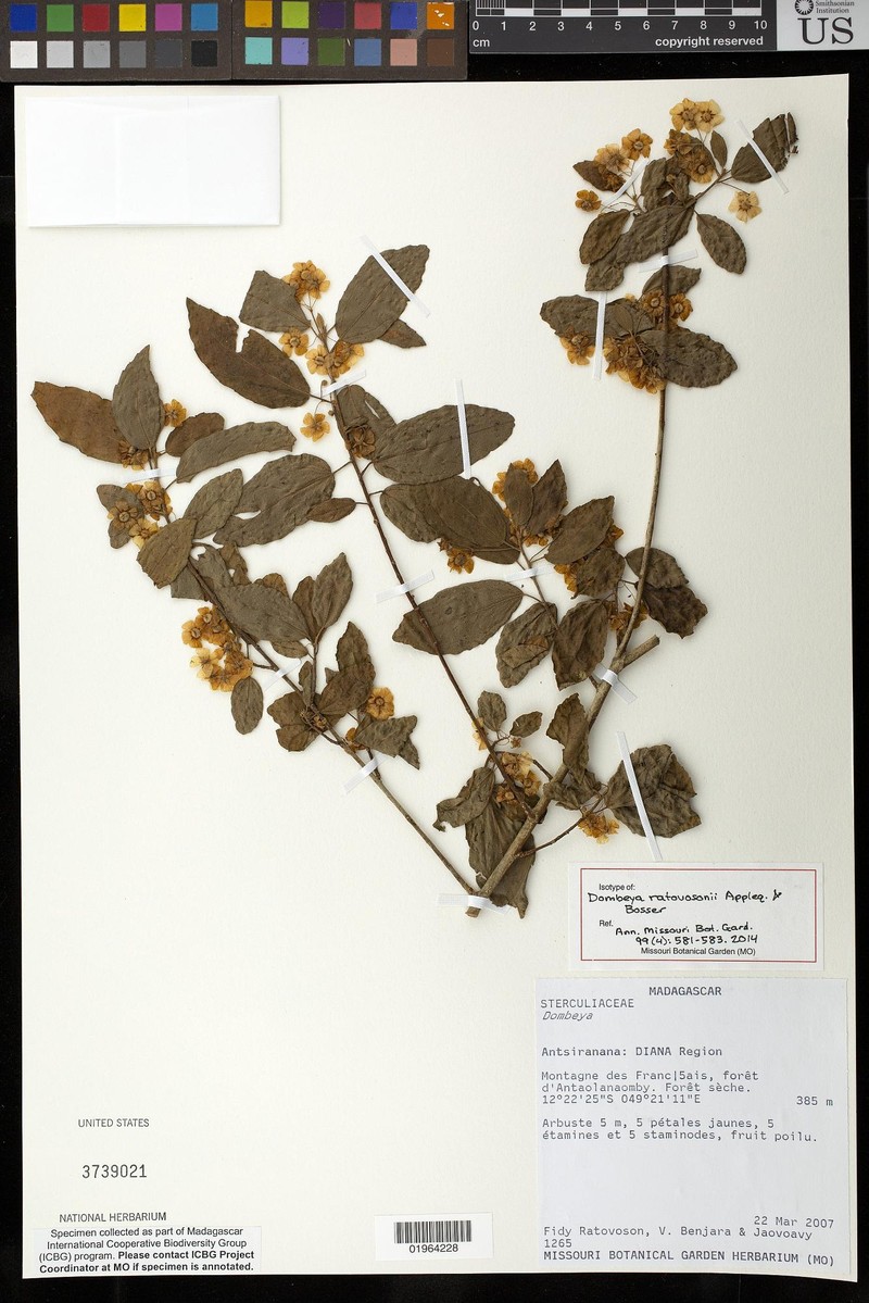 Dombeya ratovosonii
