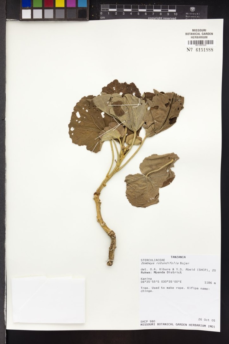Dombeya spectabilis subsp. spectabilis