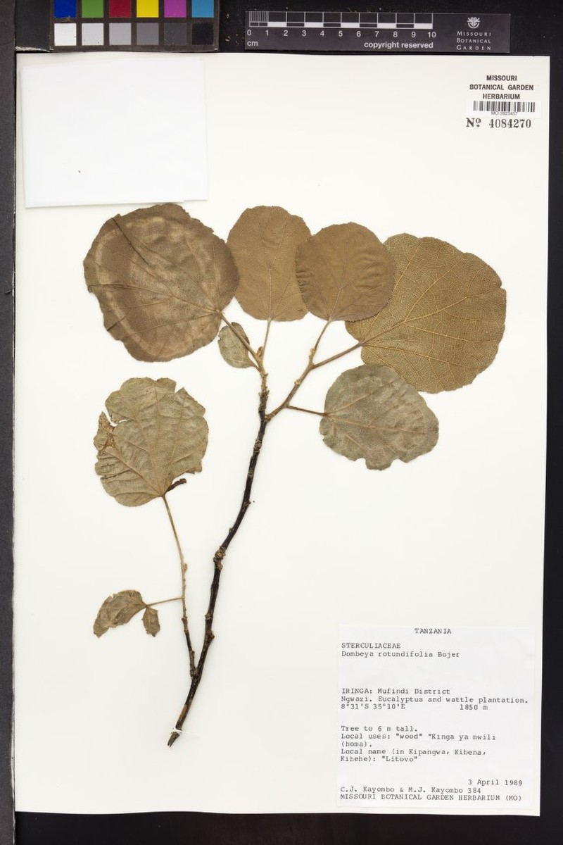 Dombeya spectabilis subsp. spectabilis photo 2