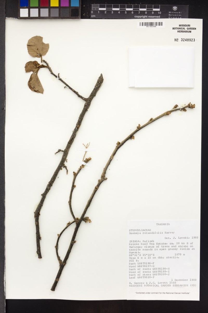 Dombeya spectabilis subsp. spectabilis photo 3