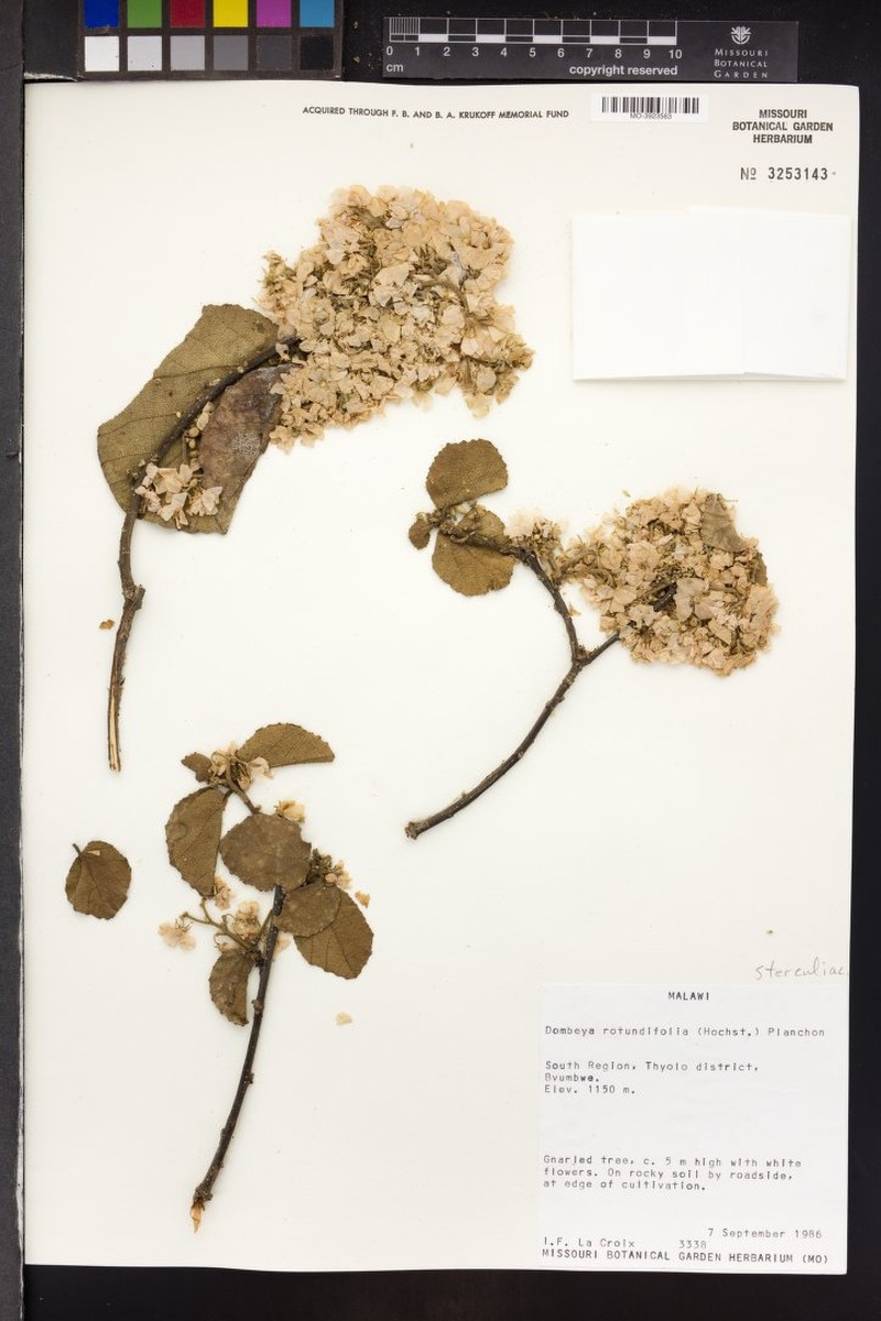 Dombeya spectabilis subsp. spectabilis photo 4