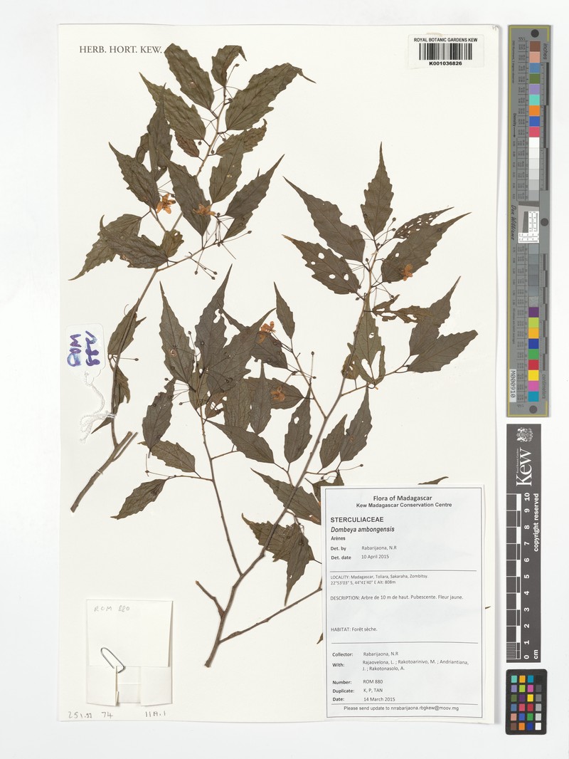 Dombeya subviscosa subsp. subviscosa