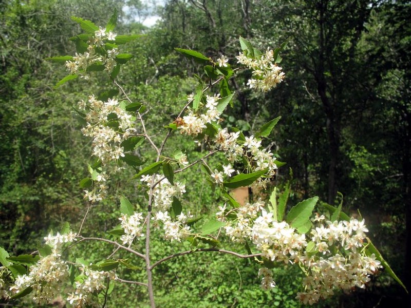Dombeya subviscosa subsp. subviscosa photo 2