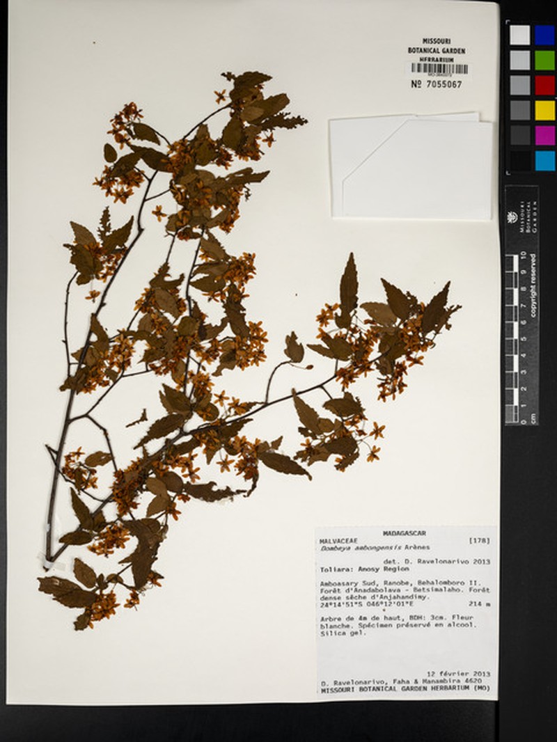 Dombeya subviscosa subsp. subviscosa photo 3