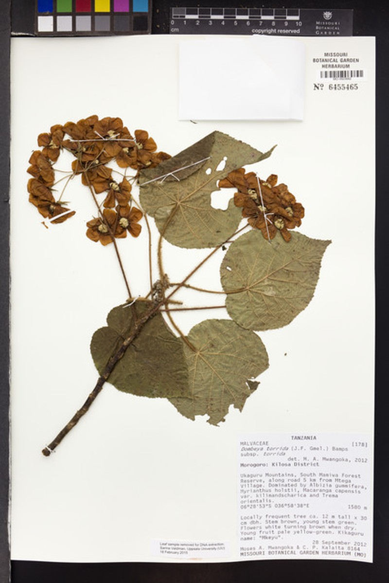 Dombeya torrida subsp. torrida