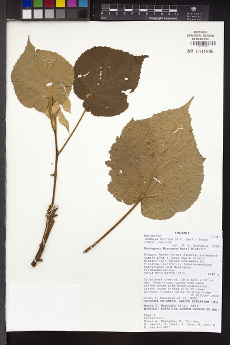 Dombeya torrida subsp. torrida photo 2