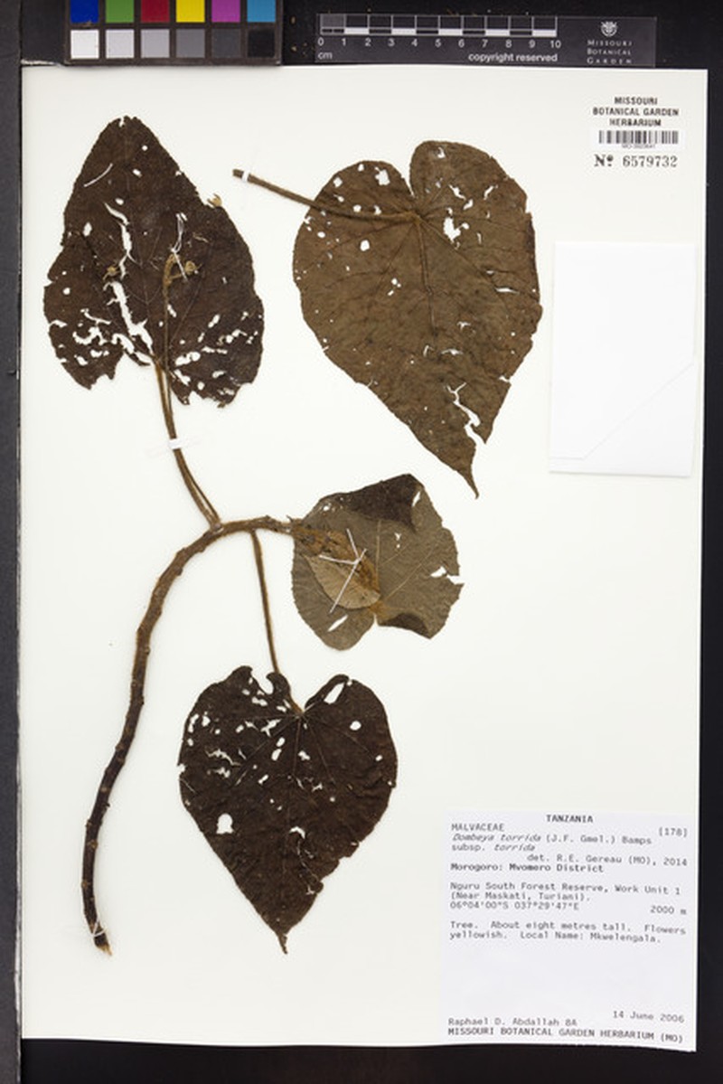 Dombeya torrida subsp. torrida photo 3