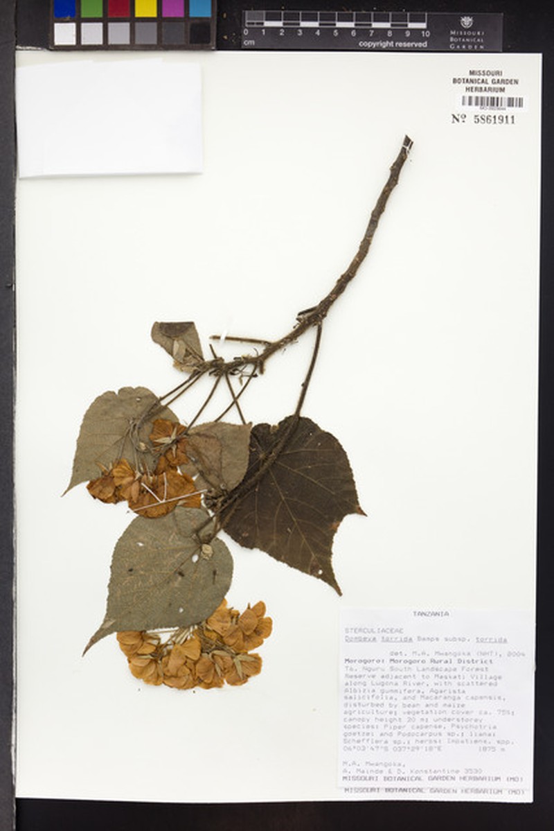 Dombeya torrida subsp. torrida photo 4