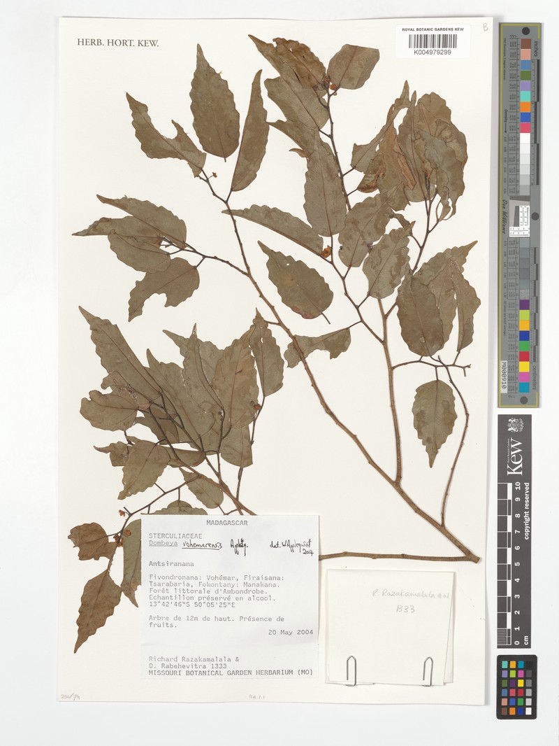 Dombeya vohemarensis