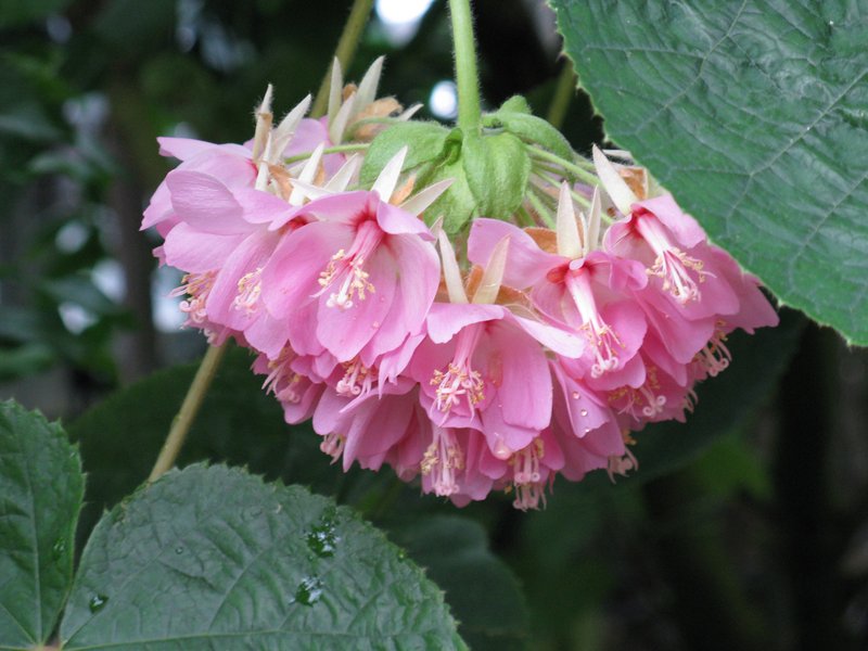 Dombeya wallichii