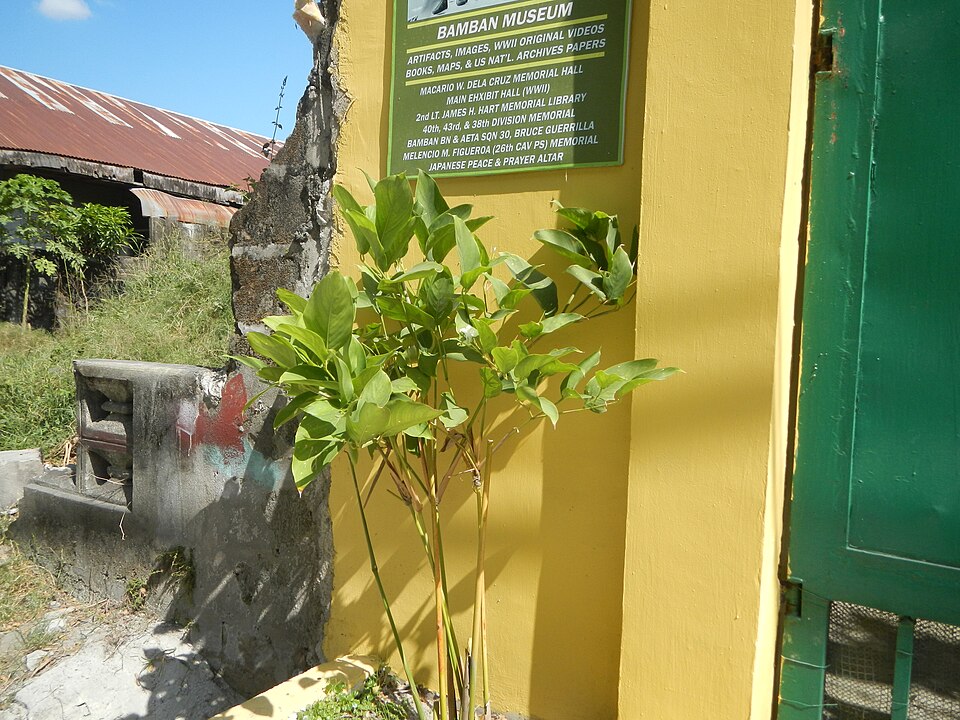 Dona canniformis photo 3