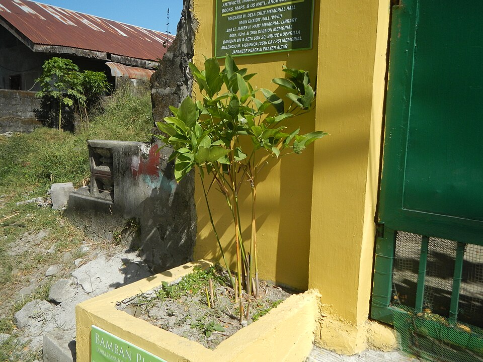 Dona canniformis photo 4