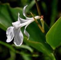 Dona canniformis