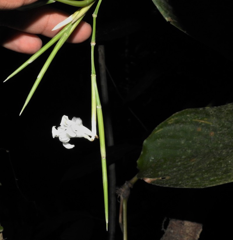 Dona canniformis photo 5