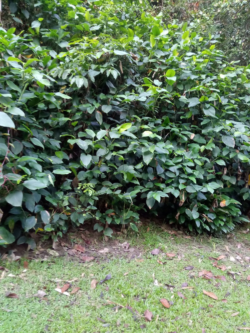 Dona canniformis photo 6