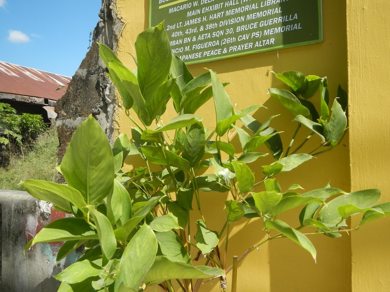 Dona canniformis photo 8