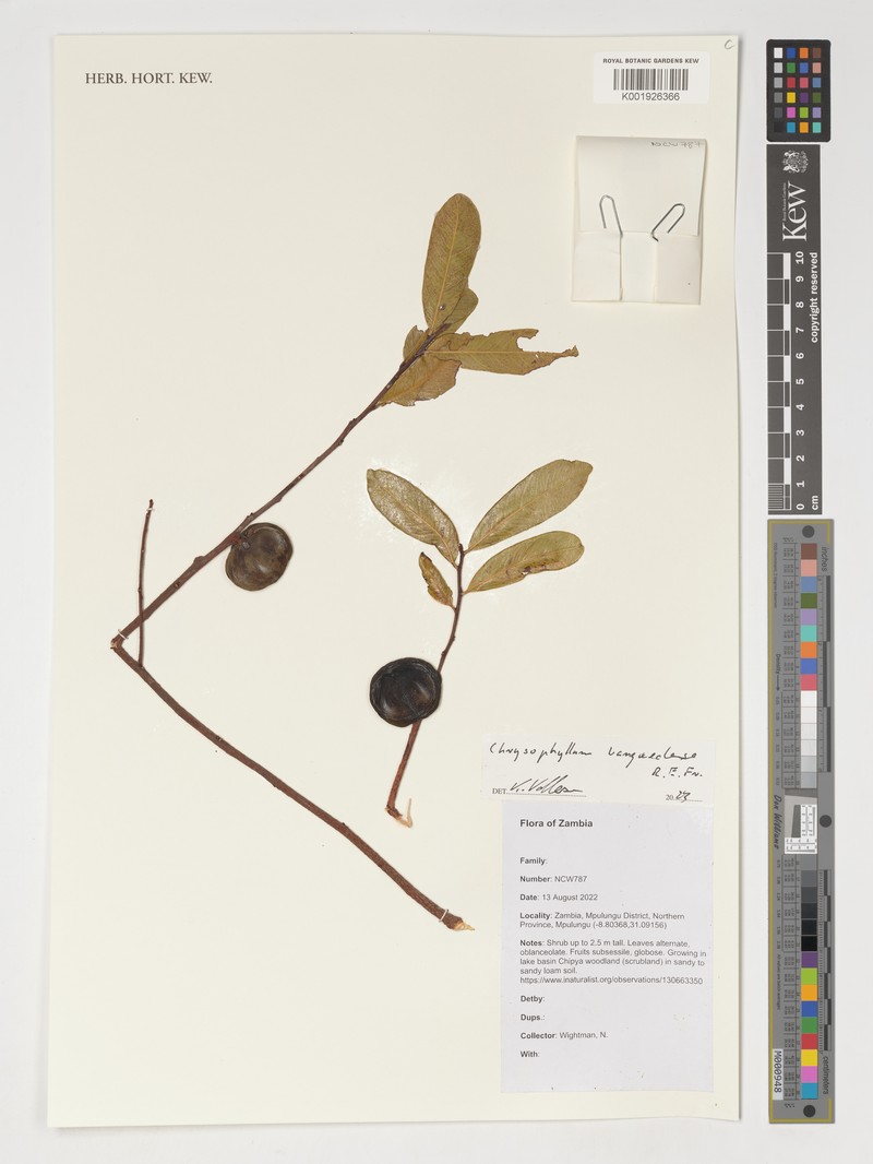 Donella bangweolensis photo 3