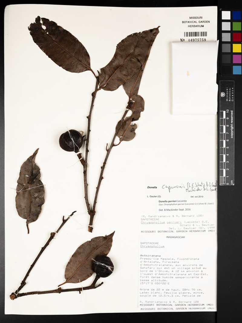 Donella capuronii