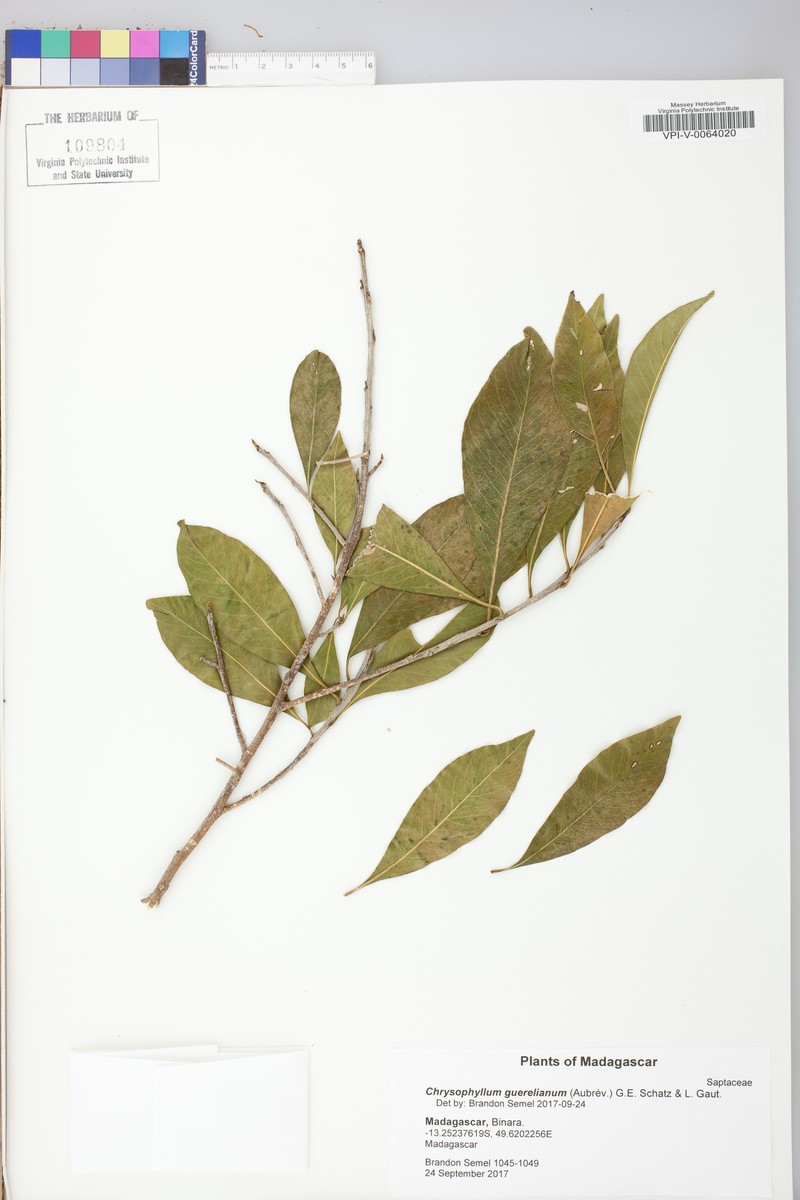 Donella guereliana