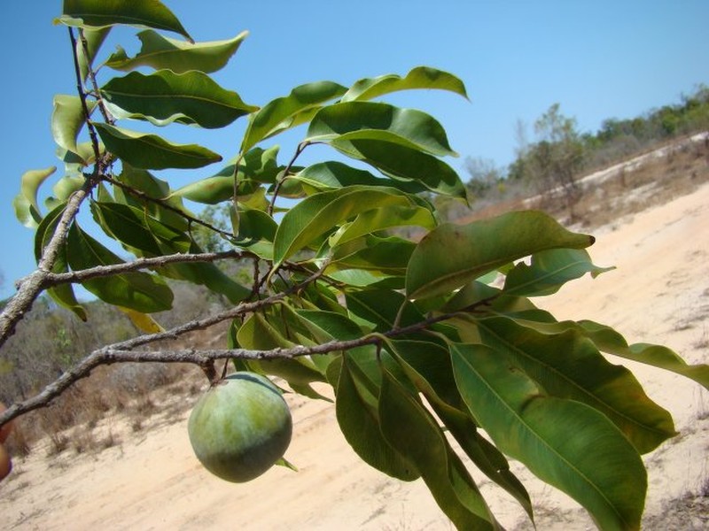 Donella humbertii photo 2