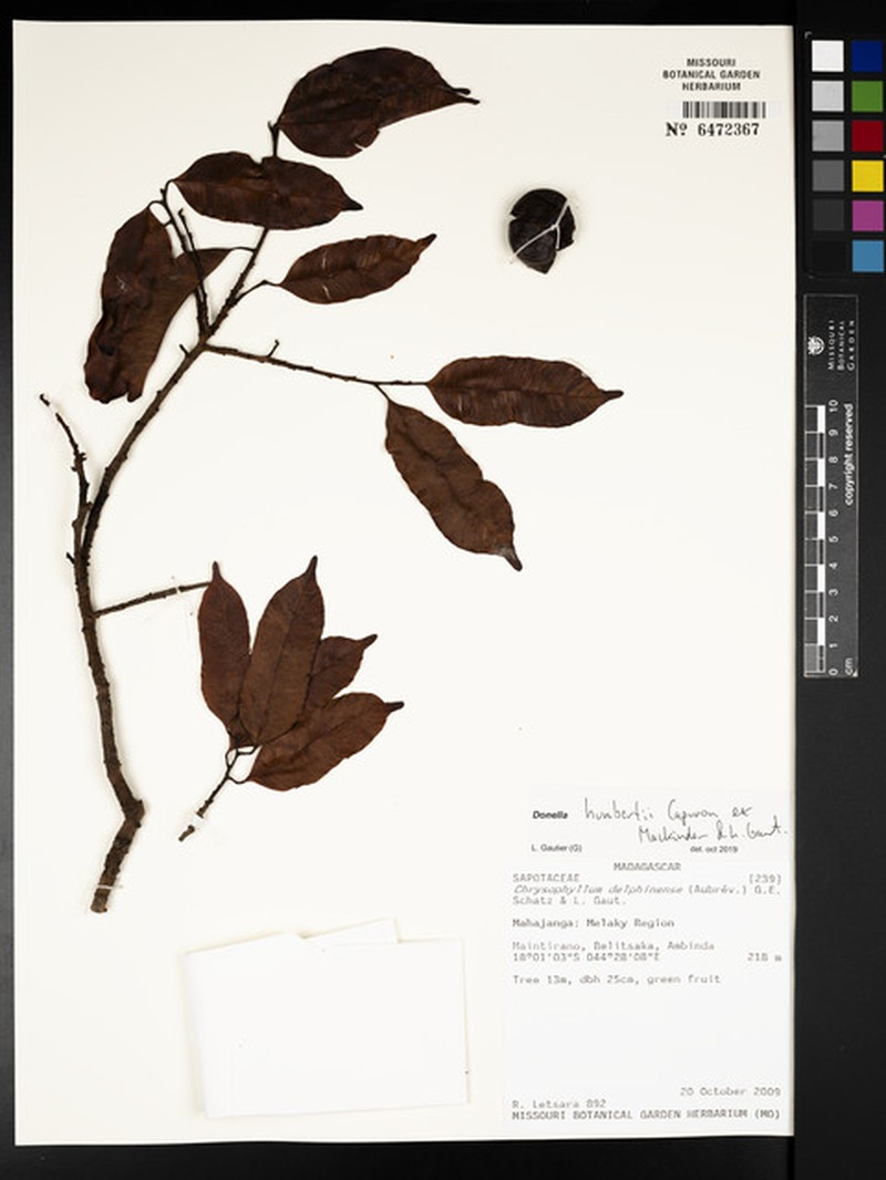 Donella humbertii photo 3