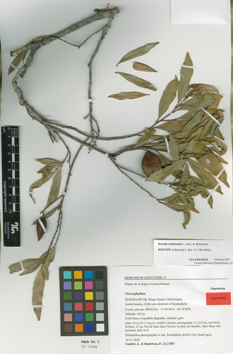 Donella ranirisonii