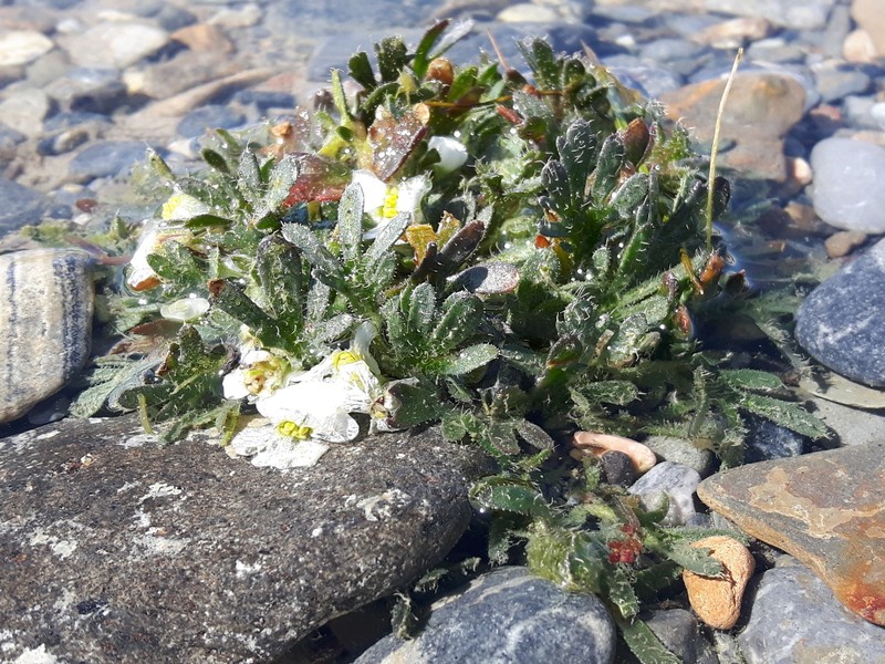 Dontostemon pinnatifidus subsp. pinnatifidus