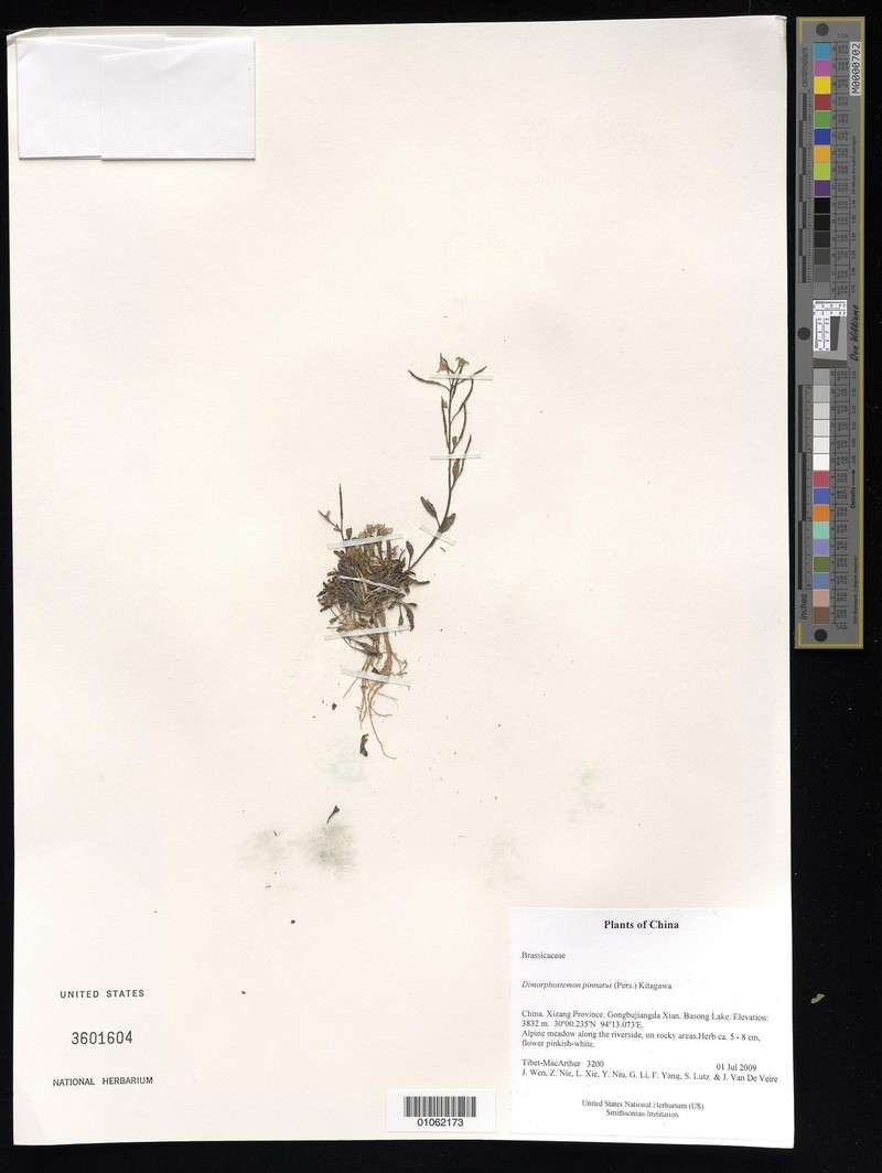 Dontostemon pinnatifidus subsp. pinnatifidus photo 2