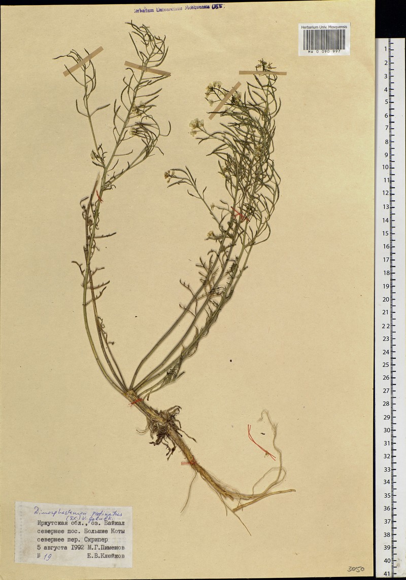Dontostemon pinnatifidus subsp. pinnatifidus photo 3