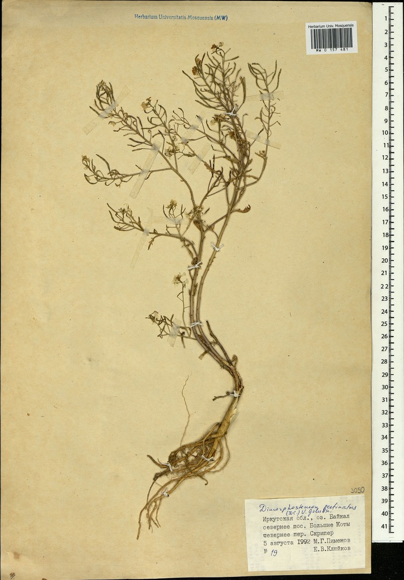 Dontostemon pinnatifidus subsp. pinnatifidus photo 4
