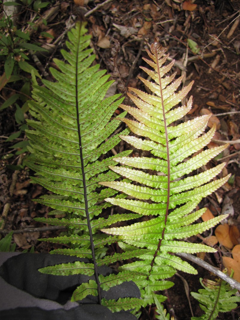 Kunth's Hacksaw Fern