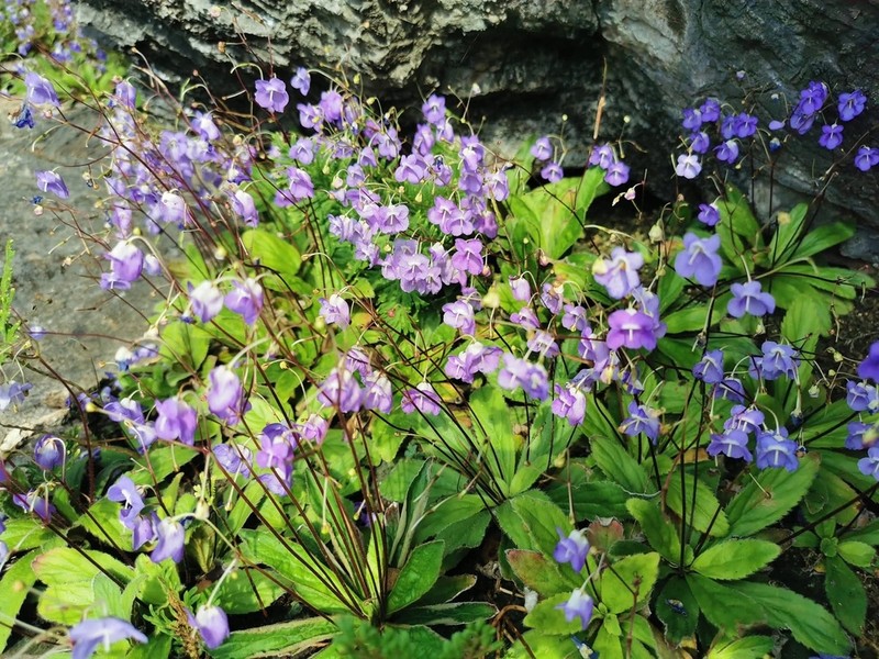 Dorcoceras brunneum