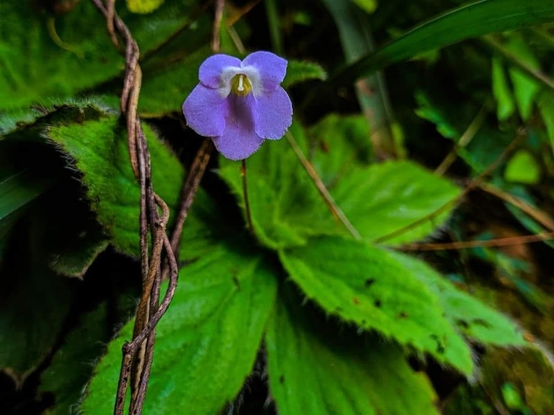 Dorcoceras brunneum photo 3