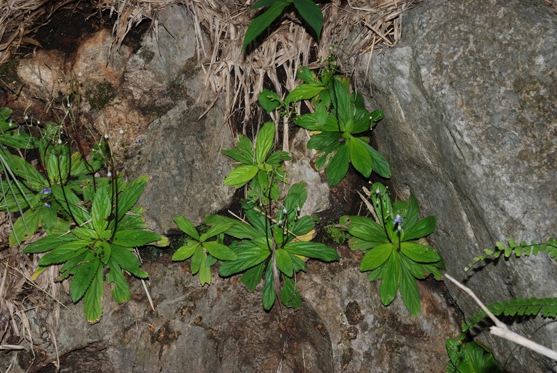 Dorcoceras brunneum photo 4