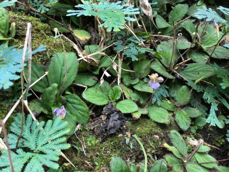 Dorcoceras geoffrayi photo 2