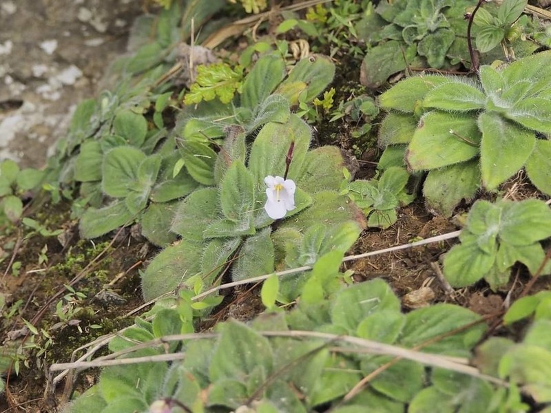 Dorcoceras geoffrayi photo 3