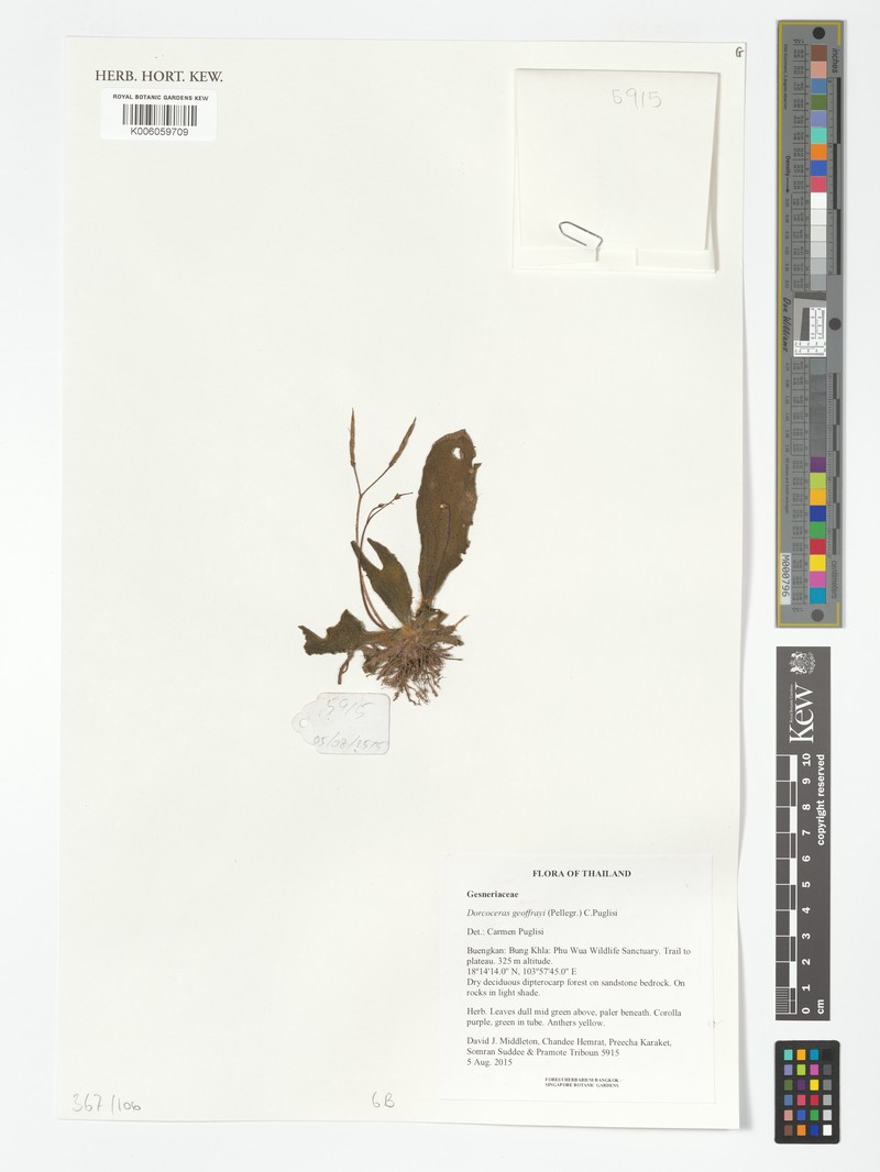 Dorcoceras geoffrayi photo 4