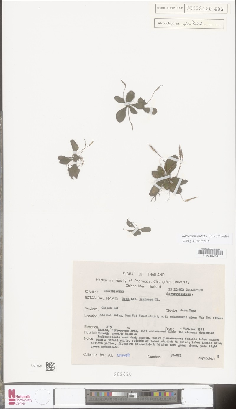 Dorcoceras wallichii