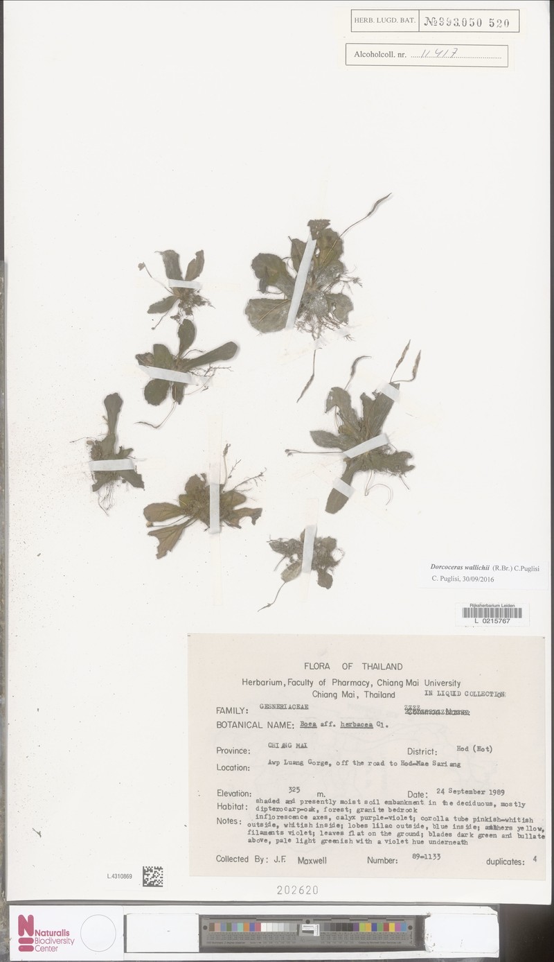 Dorcoceras wallichii photo 2