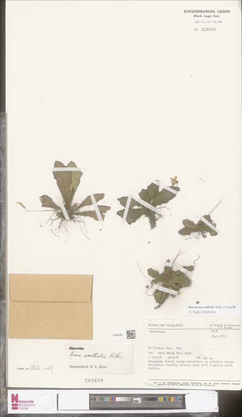 Dorcoceras wallichii photo 3