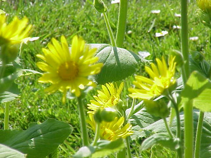 Great False Leopardbane photo 5