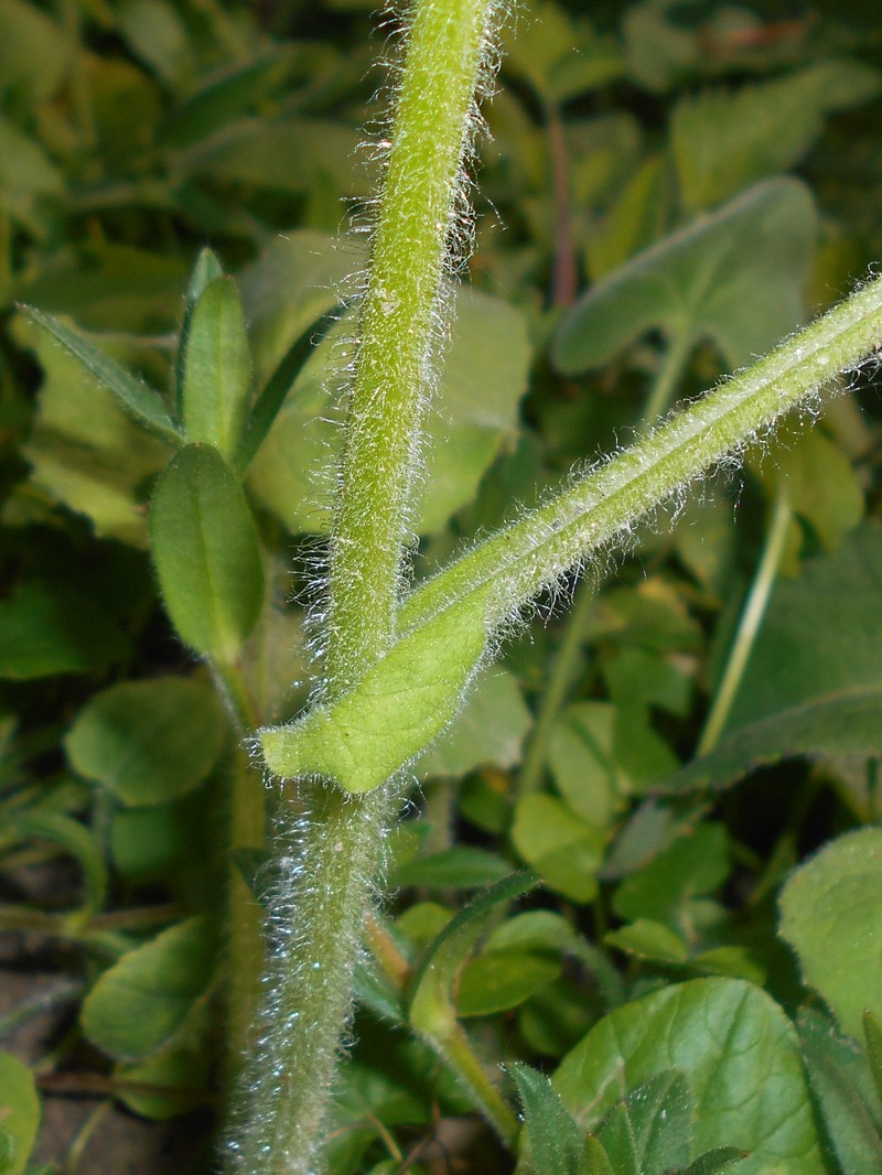 Great False Leopardbane photo 6