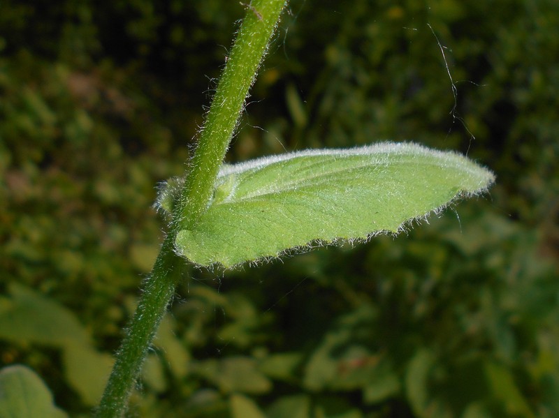 Great False Leopardbane photo 2
