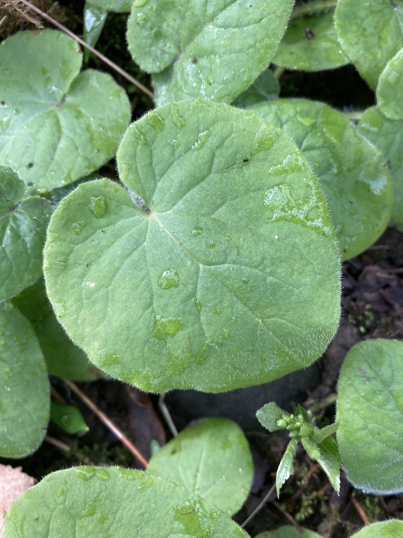 Great False Leopardbane photo 3