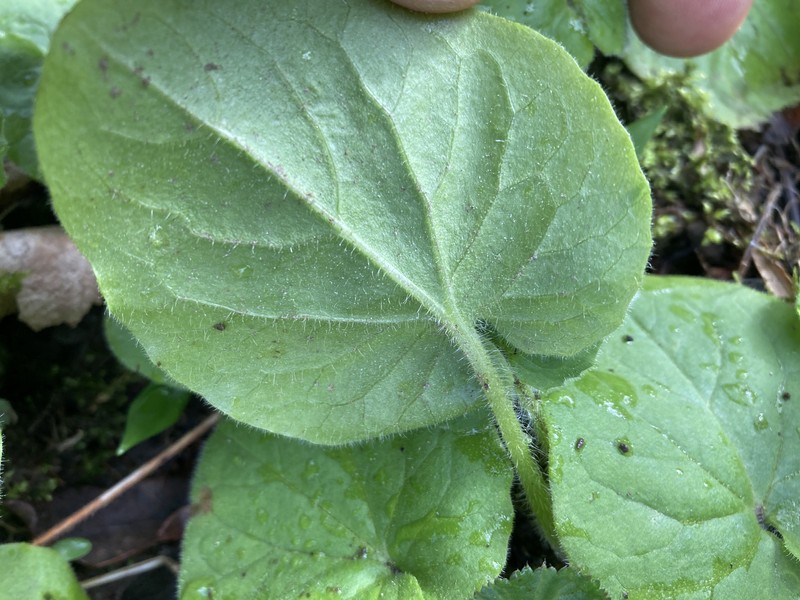 Great False Leopardbane photo 4